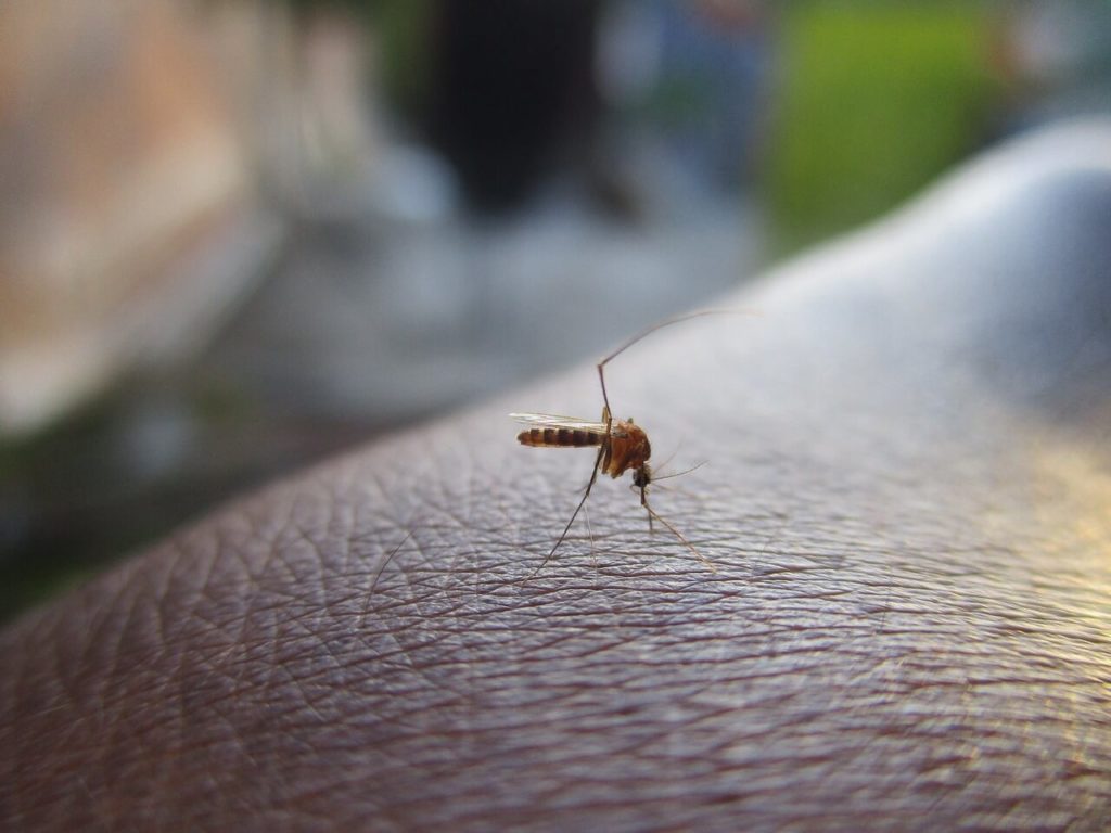 Tipps gegen juckende Mückenstiche