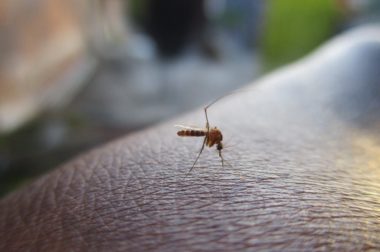 Die besten Tipps gegen juckende Mückenstiche